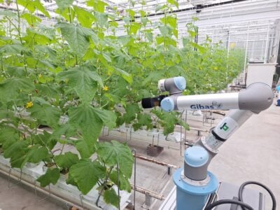 Cucumber plant phenotyping with Photoneo 3D vision